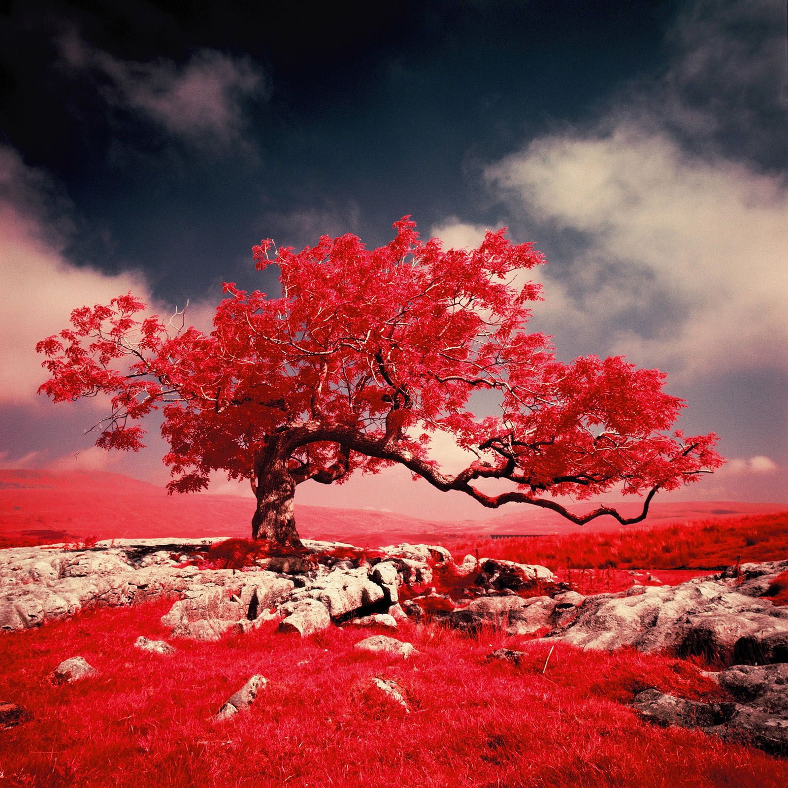 LUM’IR sur MARK ROWELL - PHOTOGRAPHIE INFRAROUGE